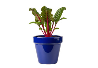 Obraz premium A vibrant young plant of beetroot, displayed in a glossy cobalt blue pot, against a striking black backdrop.