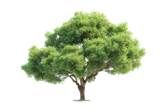 Isolated green tree with broad canopy on transparent background