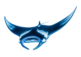 A striking, detailed close-up of a manta ray, vibrant blue against a black backdrop, showcasing its graceful form.