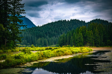 A serene landscape featuring a still body of water reflecting a dense, vibrant green forest, with a sunlit field of tall yellow-green grasses in the middle ground.