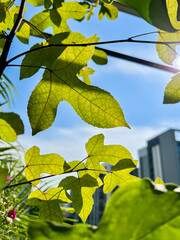 Fresh Green Foliage Under Sunlight