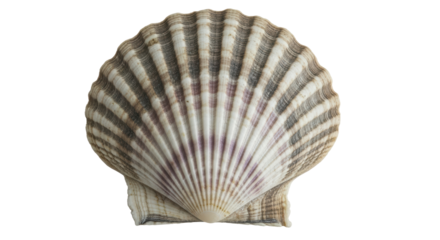 Isolated Scallop Shell