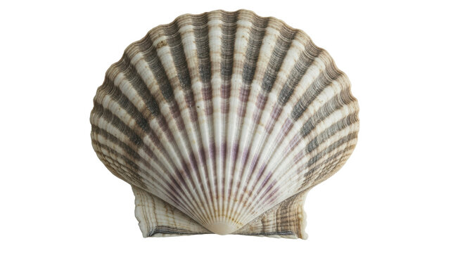 Isolated Scallop Shell