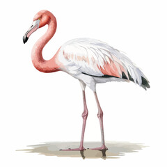 Fototapeta premium Elegant Flamingo in Profile with Pink and White Feathers and Long Legs