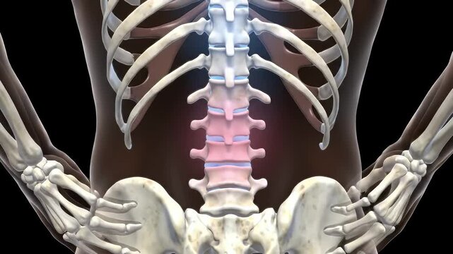 Detailed Medical Visualization of Lumbar Spine Anatomy Featuring Vertebrae Intervertebral Discs and Skeletal Structure for Educational and Healthcare Purposes and Medical Training Materials