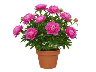 Obraz premium Vibrant pink peony flowers bloom abundantly in a terracotta pot transparent background