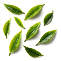 Fresh green tea leaves collection isolated background nature photography minimalist concept