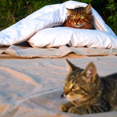 Two Adorable Cats Enjoying a Sunny Day Outdoors Under a Blanket.