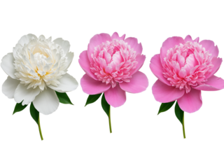 Three delicate peonies white and pink shades isolated on black studio background for floral beauty transparent background