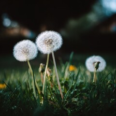 Three fluffy dandelion seed heads in a field of grass