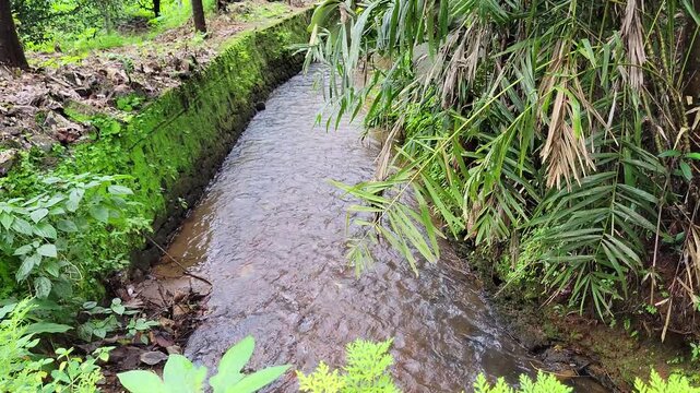 A serene village scene showing a small stream naturally flowing through lush greenery and paddy fields. The gentle water movement and surrounding plants capture the calm and beauty of rural life.