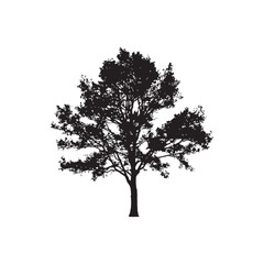 Aspen Vector (1).eps