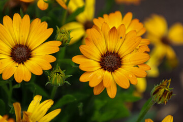 Bright yellow flowers with brown centers and dewdrops are blooming, creating a festive, sunny atmosphere. The macro shot emphasizes the delicate texture of the petals and the tenderness of nature, con
