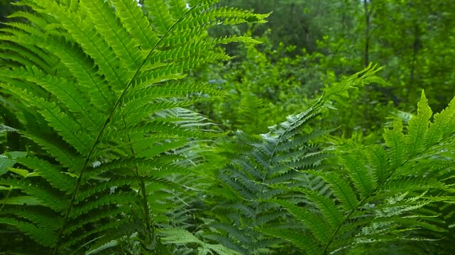 Upward moving view reveals the lush green fronds of wood ferns in closeup. Blurred backdrop of dense summer foliage with shrubs and trees. Shaded summer undergrowth of an ancient temperate forest