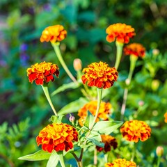Vibrant Orange and Red Marigold Flowers Blooming in a Garden.