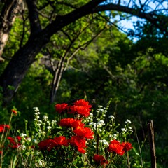 Vibrant red poppies bloom in a sun-dappled forest clearing surrounded by lush greenery.