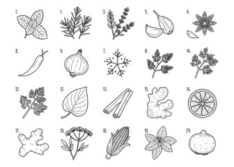 Collection of Hand Drawn Herbs Spices and Vegetables Line Art Illustrations mint rosemary
