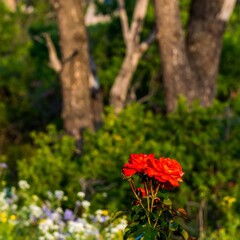 Vibrant Red Roses Bloom in a Lush Garden Setting with Trees in the Background.