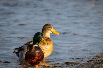 Stockenten-Paar am Wasserufer
