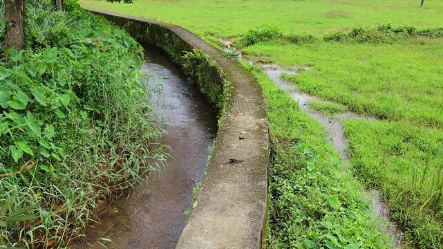 kerala paddy field stream flowing in a village of idukki 