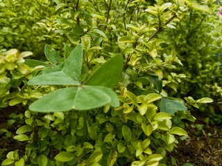 Close up fresh green clover leaf surrounded by small foliage plants in natural garden background