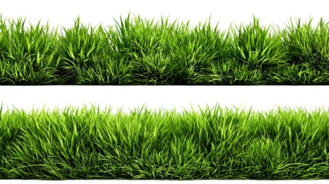 Lush green grass borders with detailed blades on white, cut out transparent