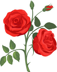 red rose isolated on white