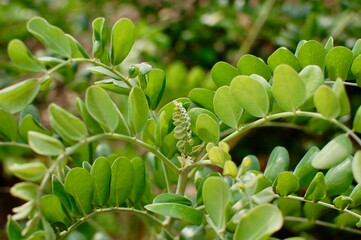 大きな葉っぱの間に小さな葉っぱが出現している