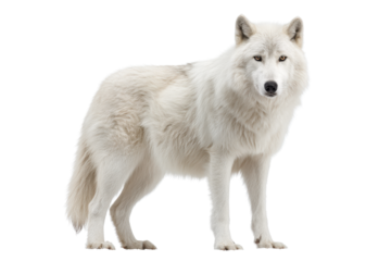 White Arctic Wolf on Transparent Background