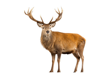 Fototapeta premium Majestic Red Deer Stag on Transparent Background