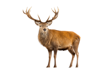 Majestic Red Deer Stag on Transparent Background
