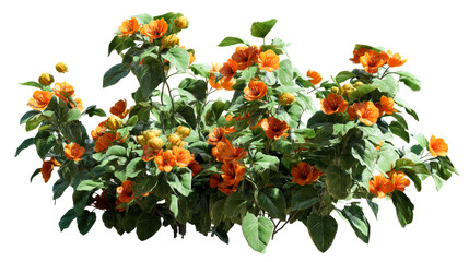Orange Flowers and Green Leaves on Transparent Background, cut out transparent