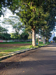 City park scenery shows large trees, green field, morning sunlight, quiet street, natural landscape, walking path, community space, fresh air, urban nature, and outdoor relaxation atmosphere.