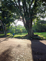 City park scenery shows large trees, green field, morning sunlight, quiet street, natural landscape, walking path, community space, fresh air, urban nature, and outdoor relaxation atmosphere.