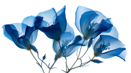 Translucent Blue Flower Petals with Delicate Veins on White, cut out transparent