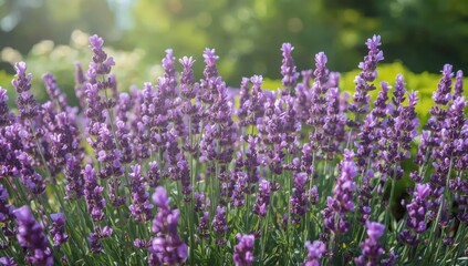 Naklejka premium Panoramic purple landscape with vibrant colors