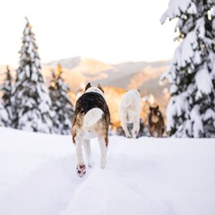 Naklejka premium Dogs running in snow-covered mountain landscape
