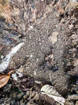 Close-up view of rough gravel and sandy ground surrounded by scattered dry leaves and twigs, capturing a natural forest floor texture with earthy brown and gray tones.