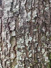 Rough tree bark with natural cracks and textures, showcasing earthy tones of brown, gray, and orange, highlighting the rugged surface and organic details formed over time in the forest environment.
