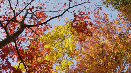 高野山（紅葉,自然,4K）