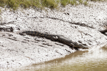 A Saltwater crocodile on the bank of a river getting ready to re-enter the water. Western Australia.