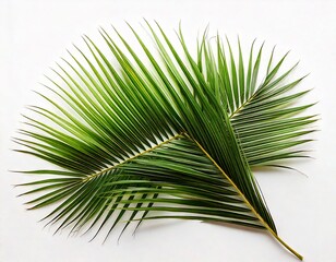 Obraz premium Palm Fronds, isolated on white background 
