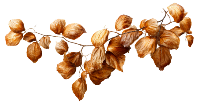Dry golden branch with withered leaves arranged horizontally on white, cut out transparent