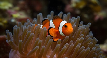 Clownfish in anemone