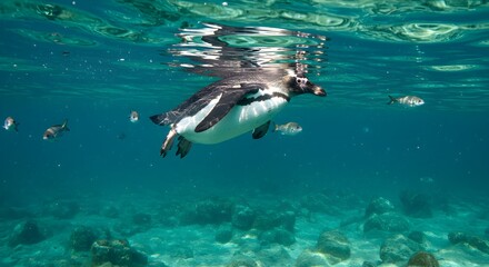 Fototapeta premium Penguin swimming underwater