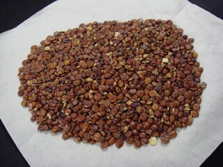 Ziziphus jujuba var. spinosa (Sanjaoin), a traditional seed medicine for insomnia, anxiety, memory support, and calming effects