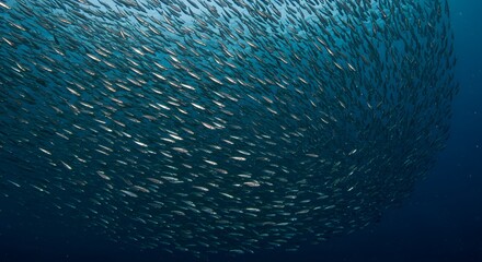Schooling fish underwater