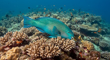 Turquoise parrotfish on coral reef