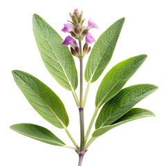 Obraz premium A plant with green leaves and a purple flower isolated on transparent background