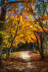 Naklejka premium 日本の風景・秋 香川県小豆島 紅葉の寒霞渓